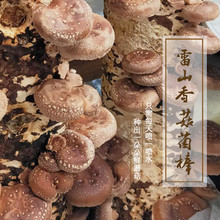 黔东南 雷山【香菇菌棒】2棒装 全国包邮 自己种香菇 新鲜看得见
