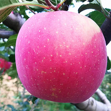 红玉寿苹果