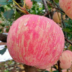 妙采园 新鲜脆甜冰糖心红富士苹果丑苹果3/5/10斤装整箱包邮新鲜水果丑苹果
