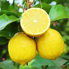 【五斤装】新鲜现摘安岳柠檬新鲜水果黄柠檬孕妇水果应季水果柠檬【徐闻美食】
