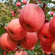 【10斤装】山西红富士苹果水果新鲜当季水果整箱红富士脆苹果【大牛美食】